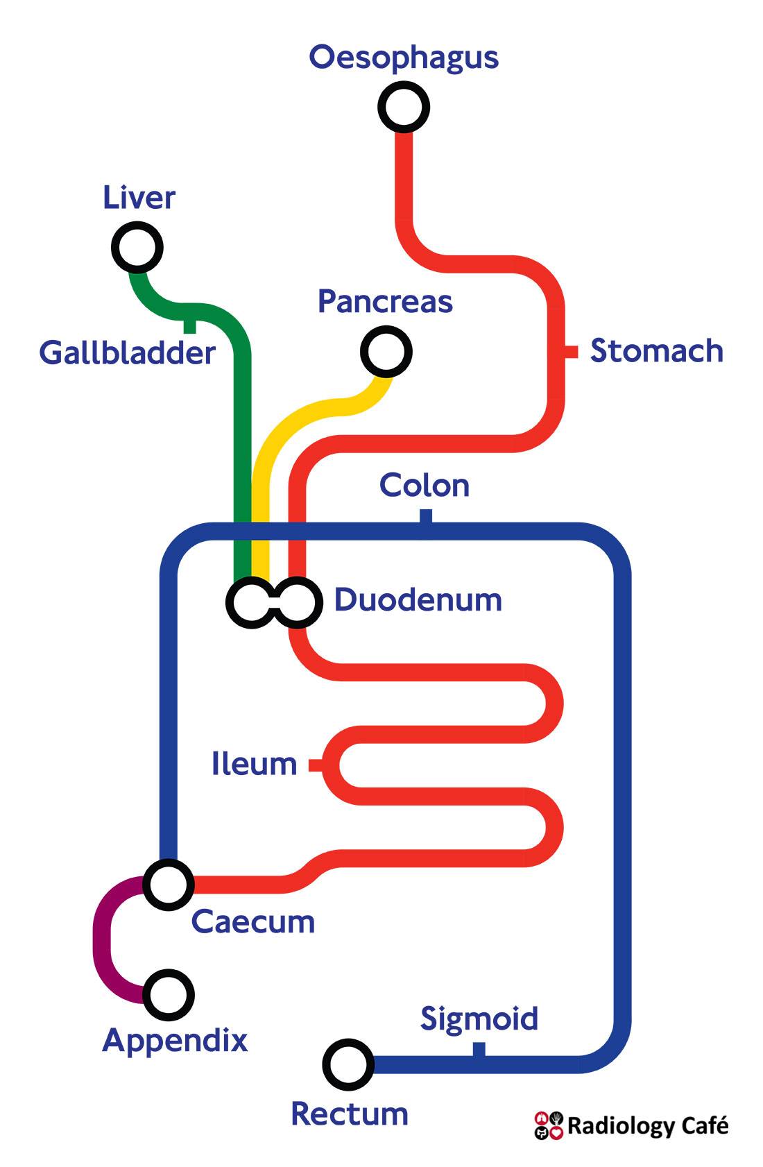 map of digestive system