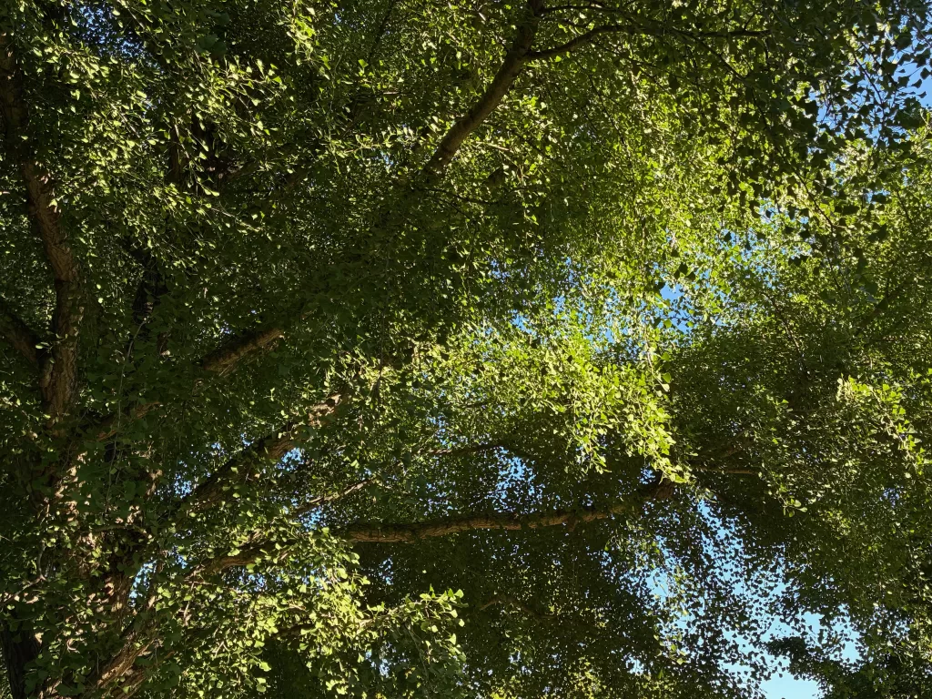 healthy abundant growth in nature